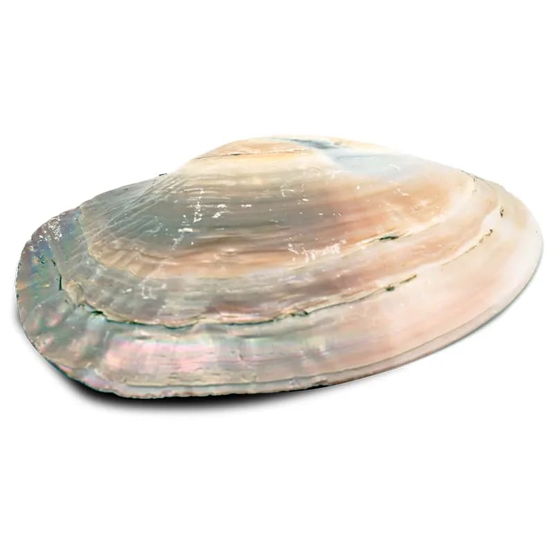 Parelmoeren Schelp met parels