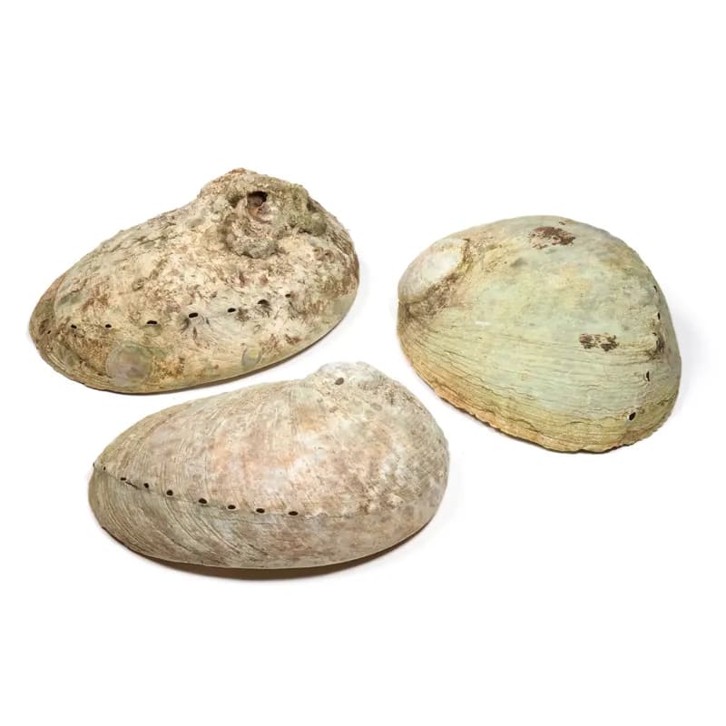 Diversicolor Haliotis Smudge schelp
